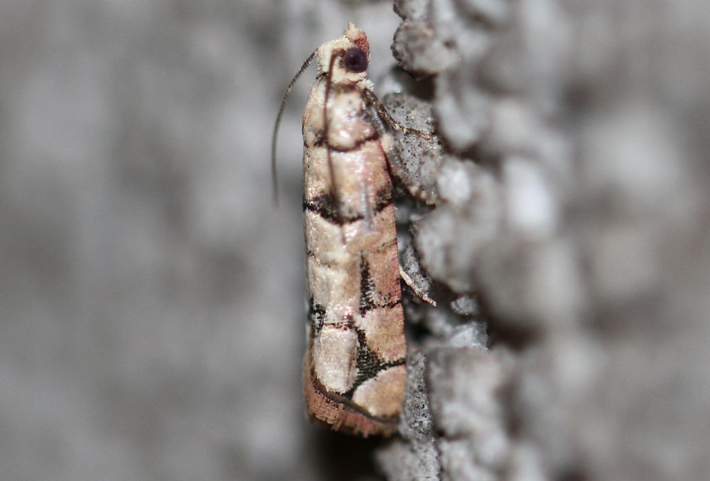 Tortricidae